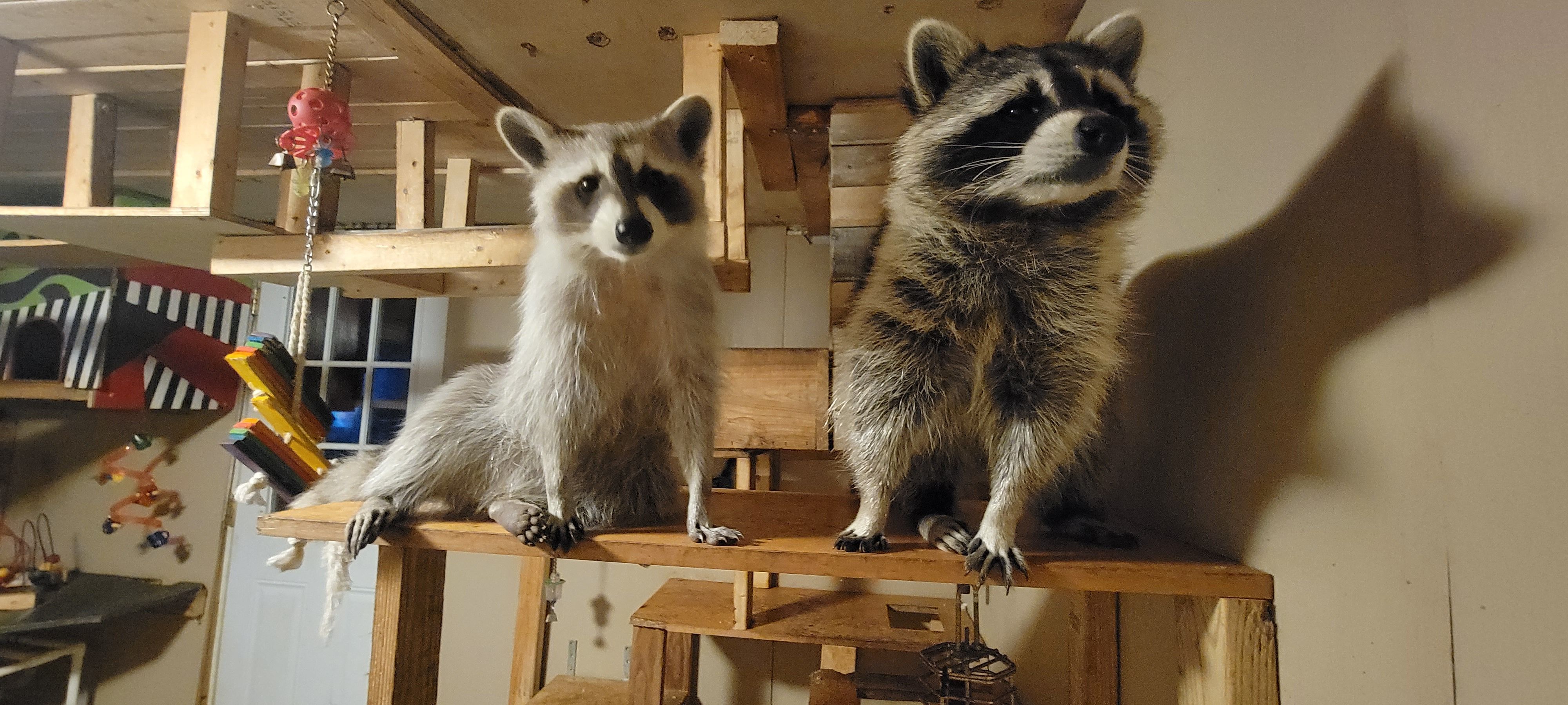 Exotic Pet Wonderland