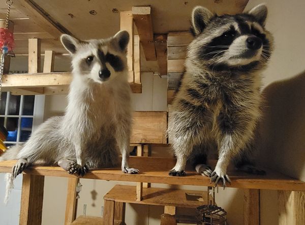 Exotic Pet Wonderland