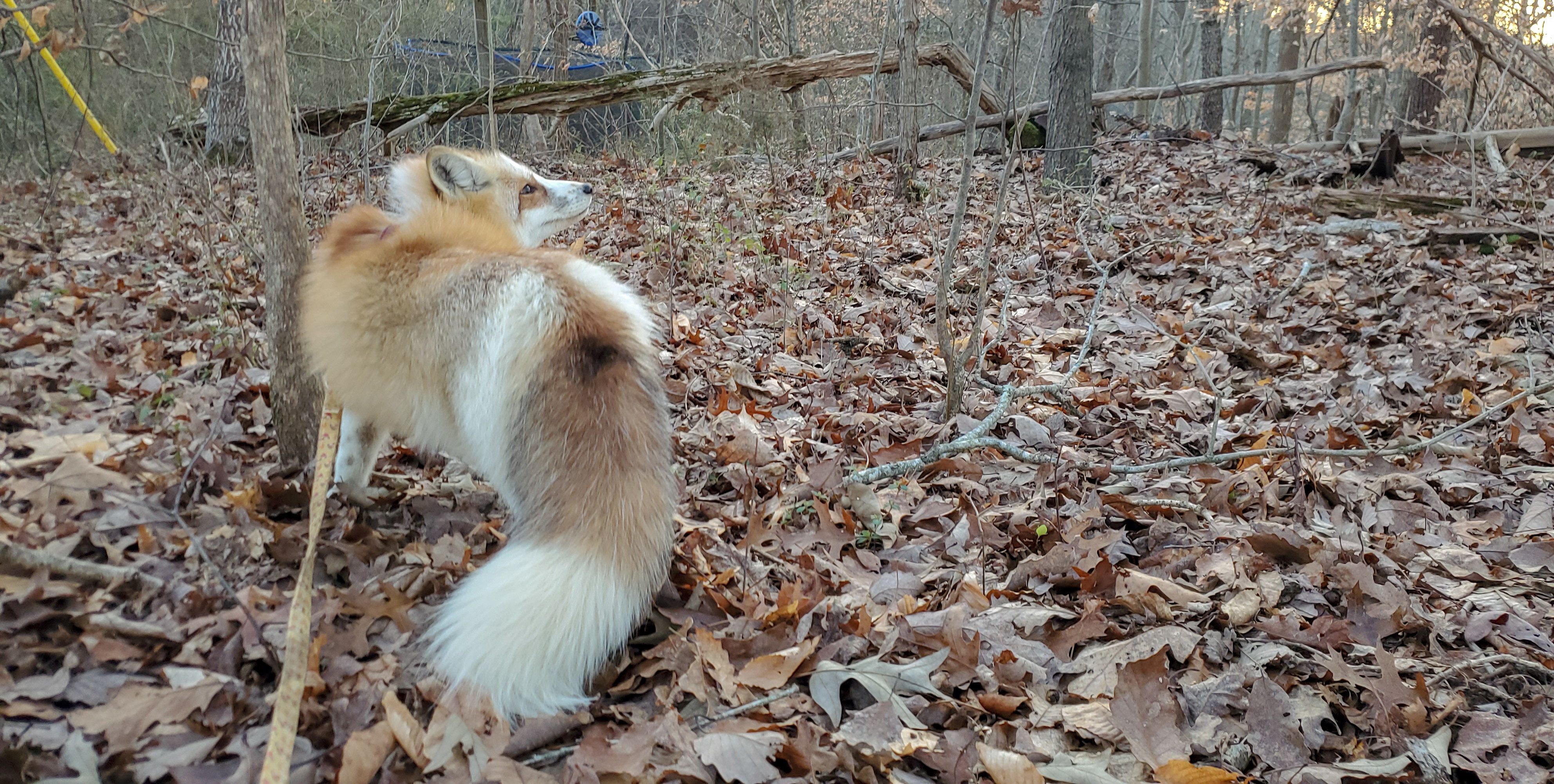 Exotic Pet Wonderland