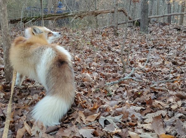 Exotic Pet Wonderland