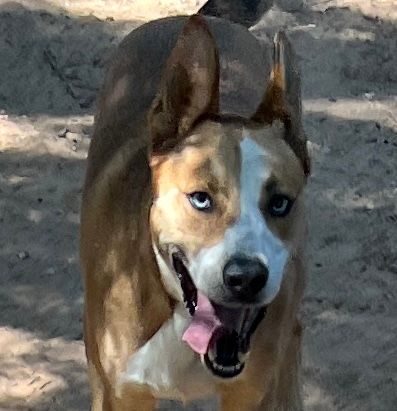 Texas Independt Ridge Back Rescue