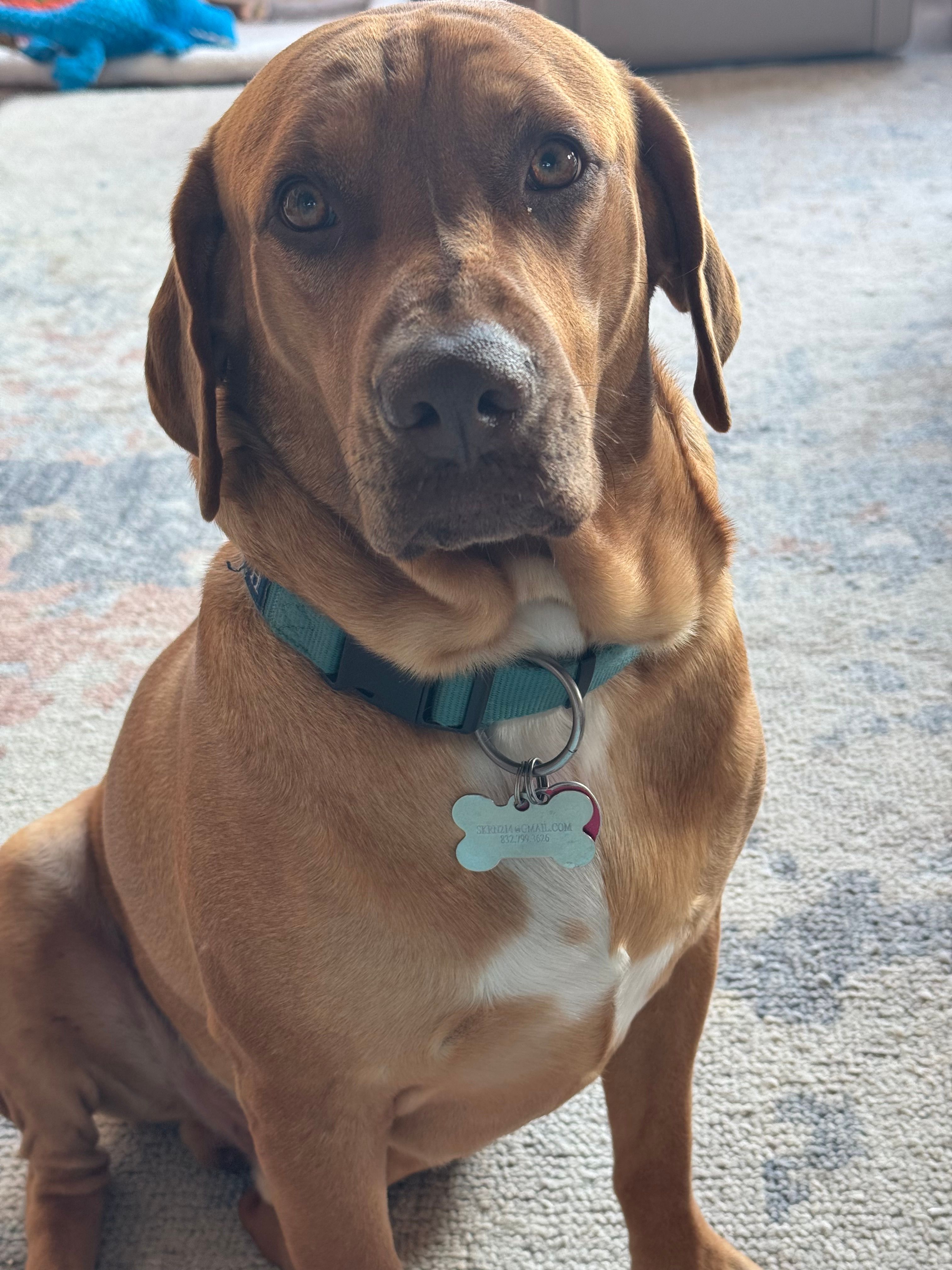 Texas Independt Ridge Back Rescue