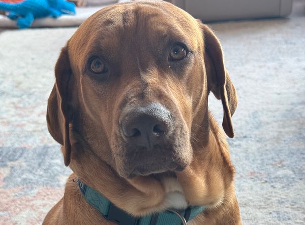 Texas Independt Ridge Back Rescue