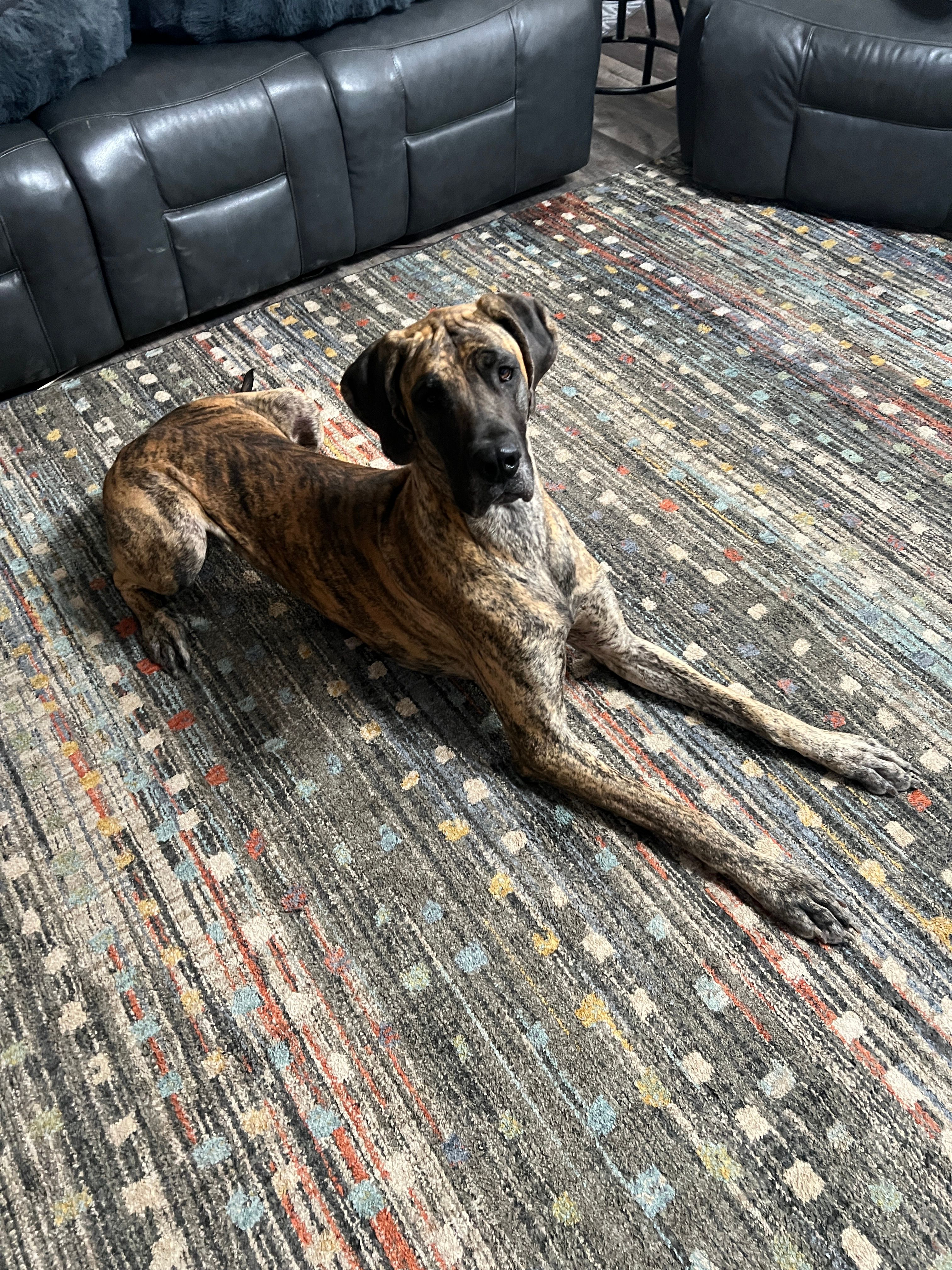 Texas Independt Ridge Back Rescue