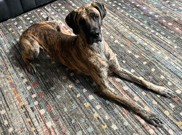 Texas Independt Ridge Back Rescue