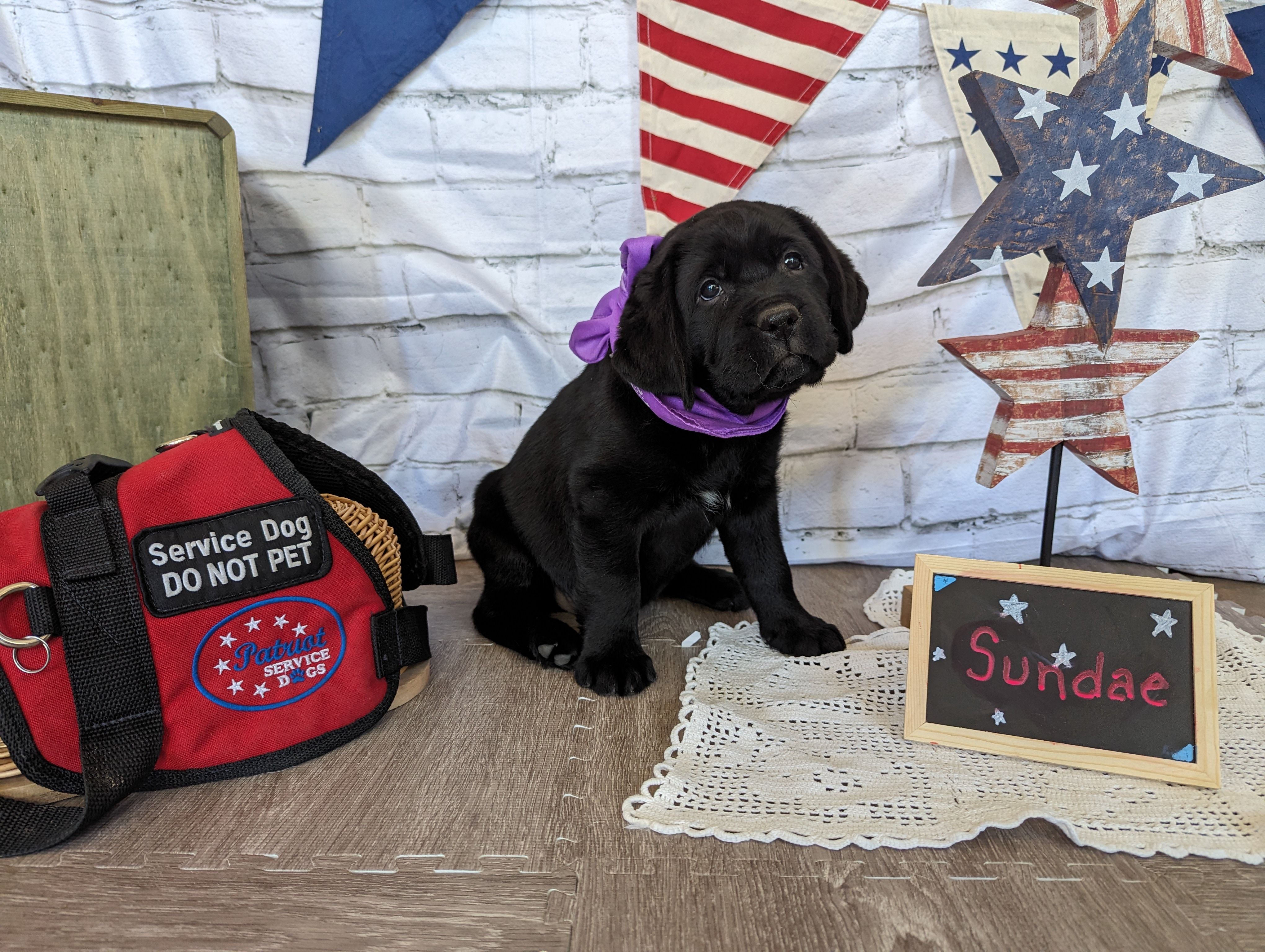 Patriot service dogs