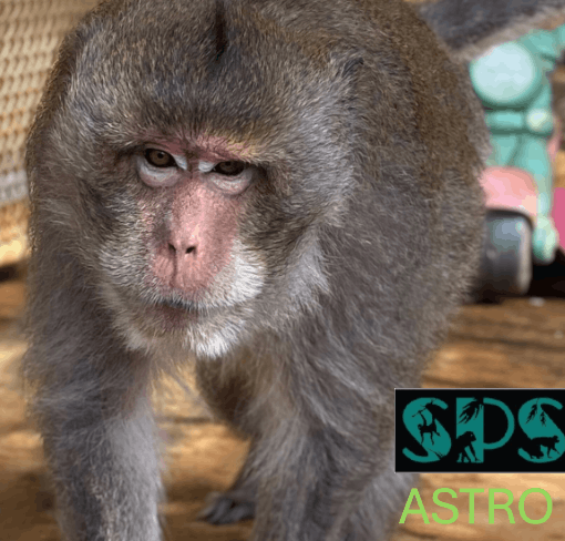 Suncoast Primate Sanctuary Foundation Inc.