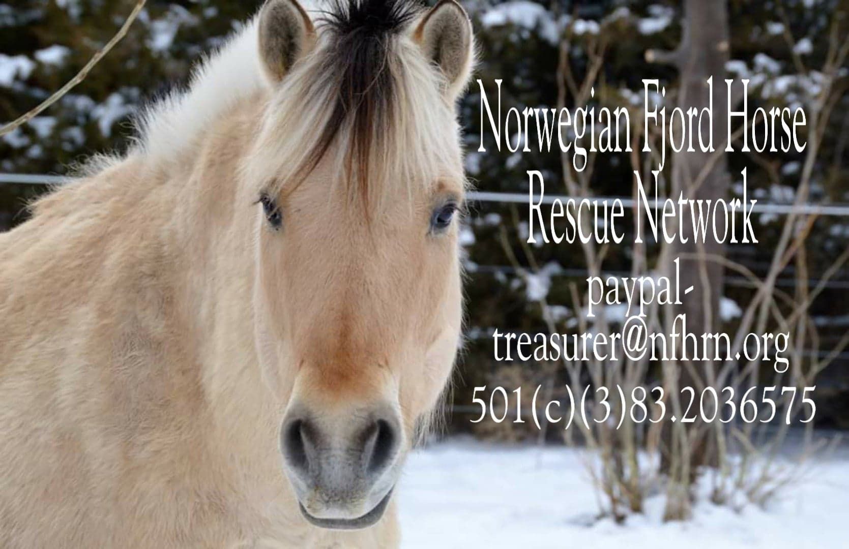 Norwegian fjord horse rescue network