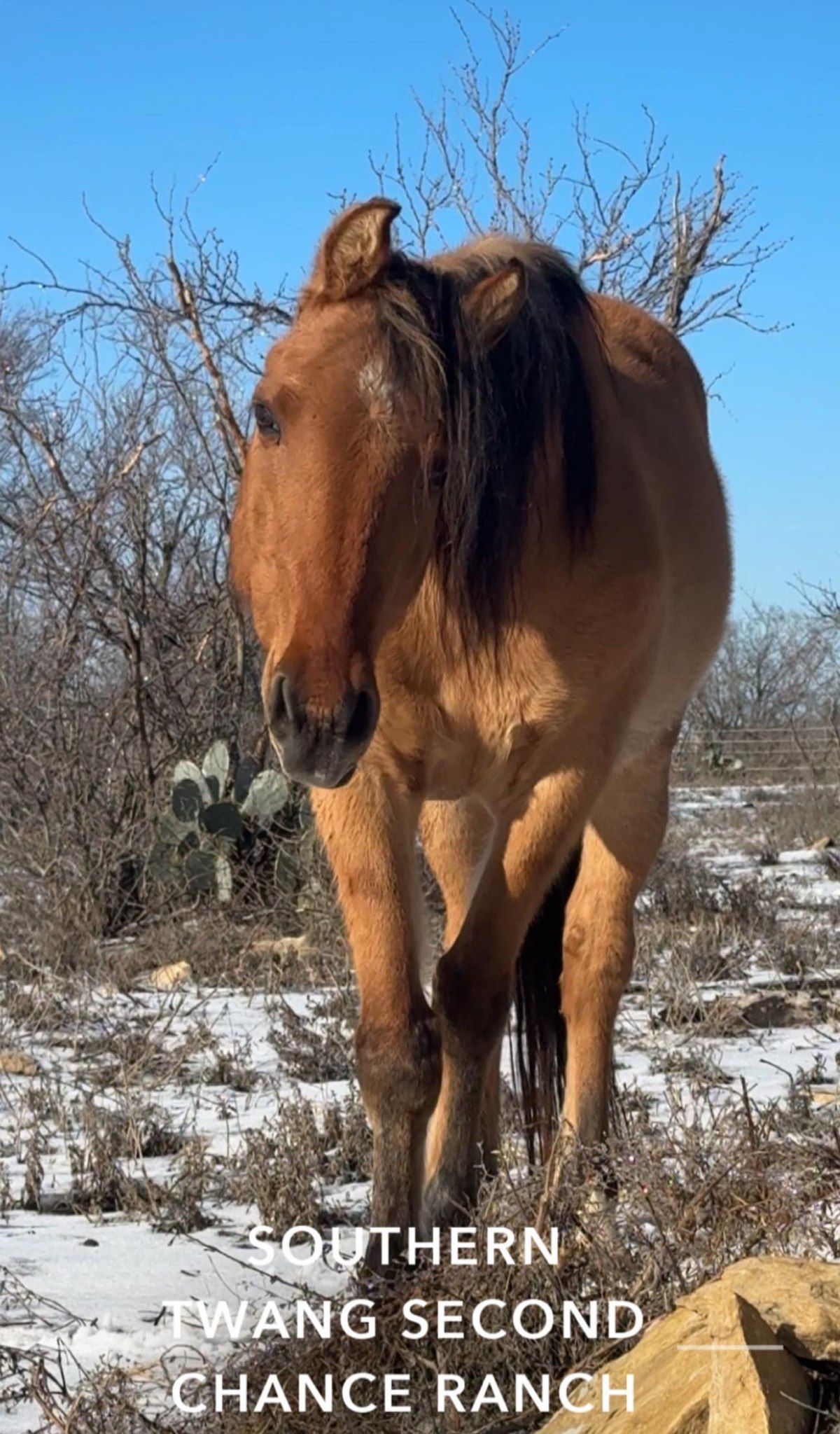 Southern Twang Second Chance Ranch