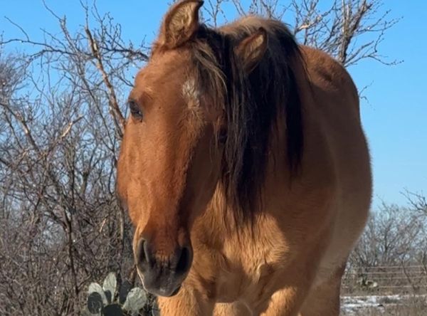 Southern Twang Second Chance Ranch