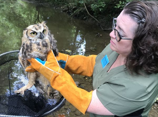 Mutt Farm Wildlife Rehabilitation