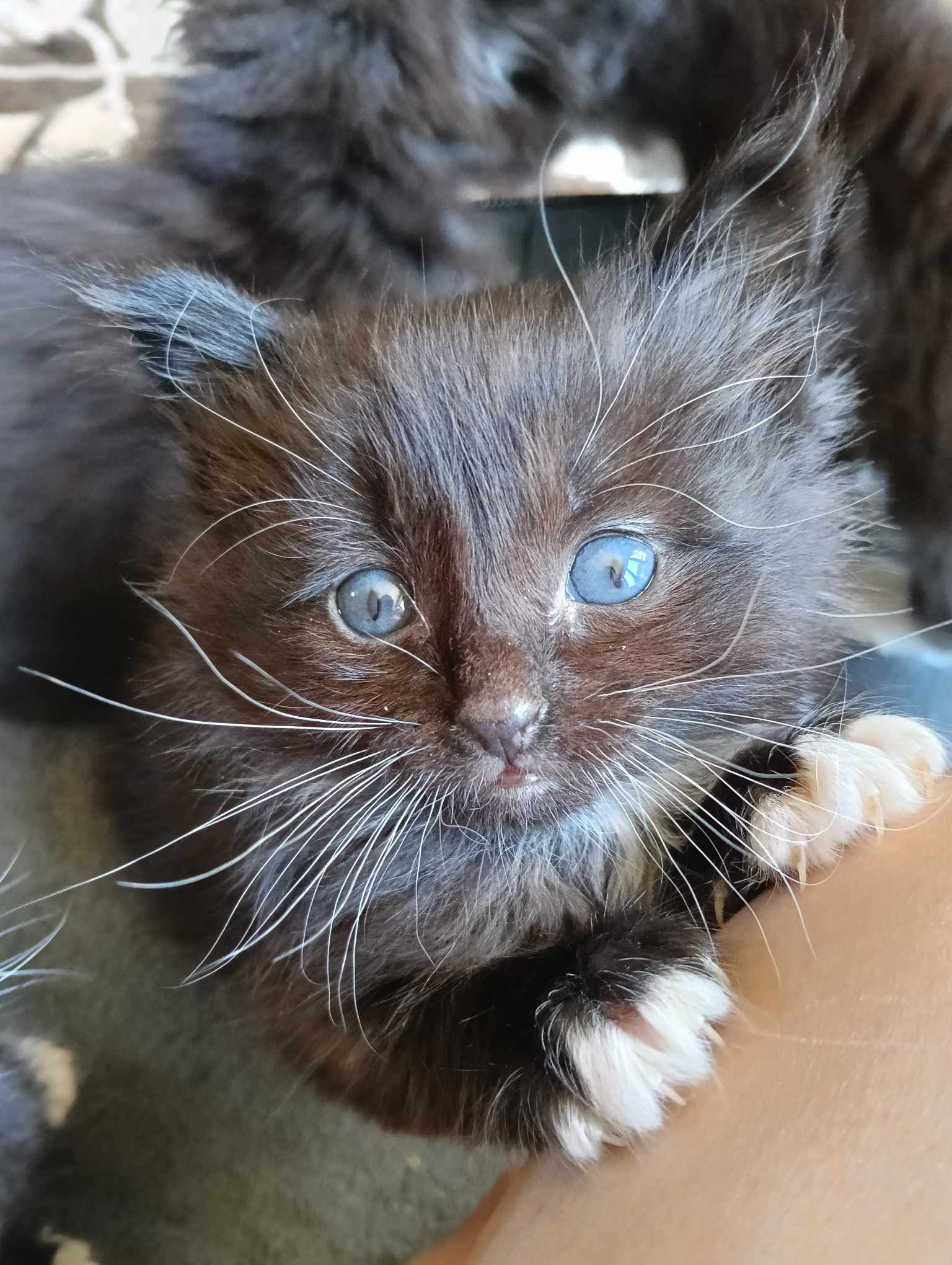 PussN Boots Kitty Rescue