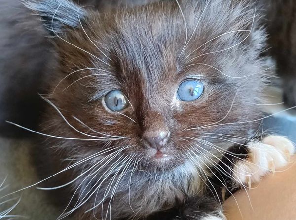 PussN Boots Kitty Rescue