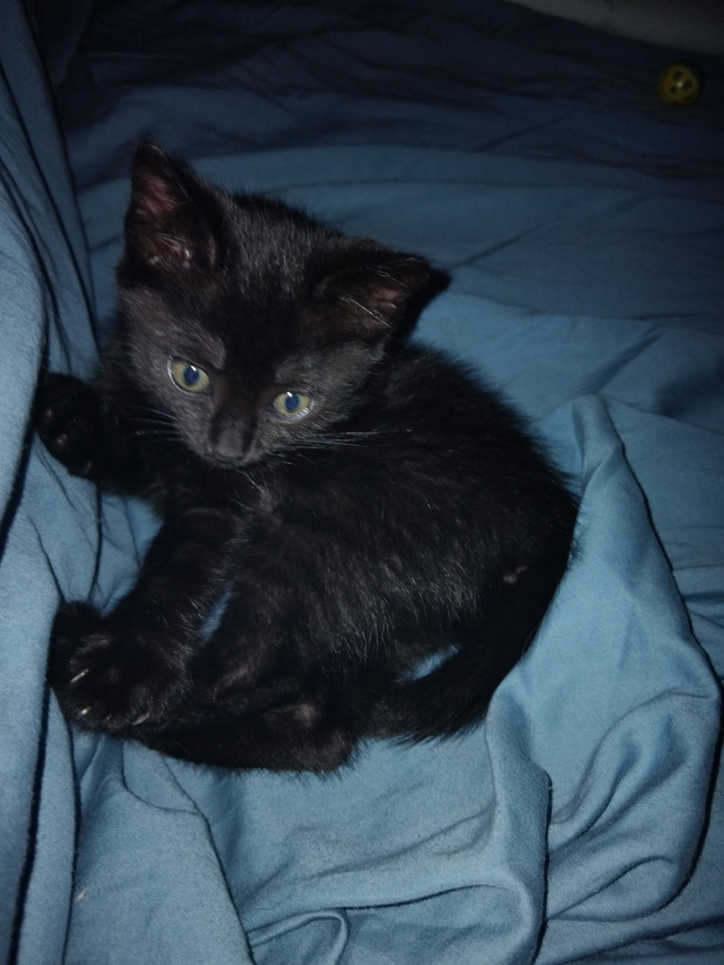 PussN Boots Kitty Rescue