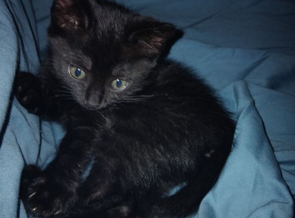 PussN Boots Kitty Rescue