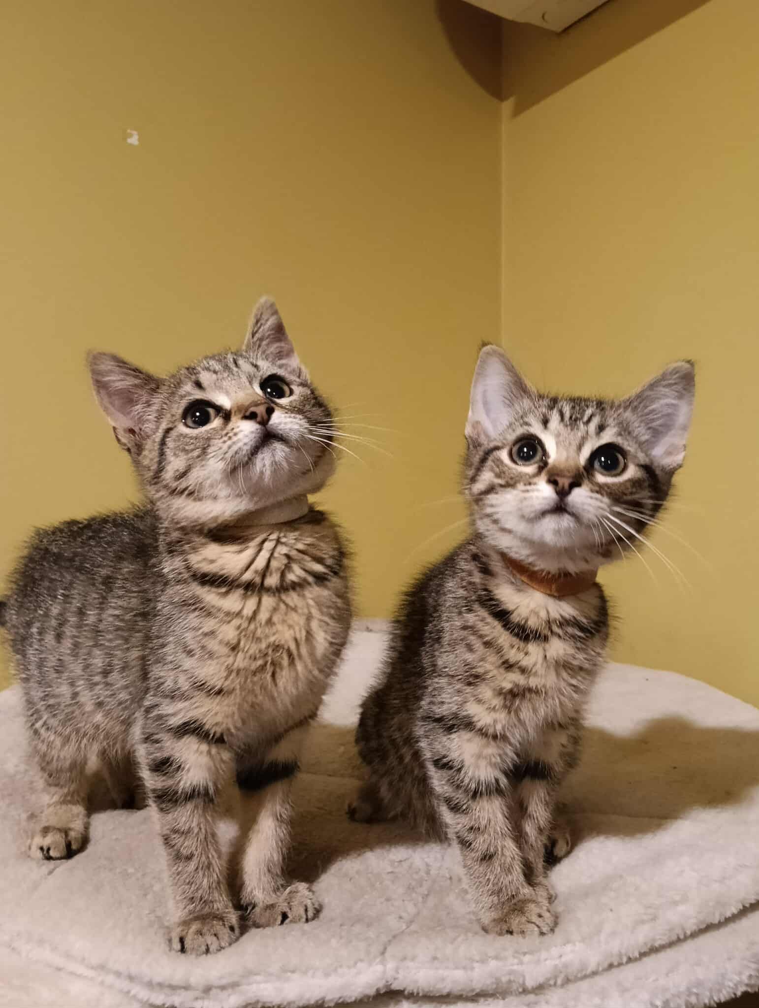 PussN Boots Kitty Rescue