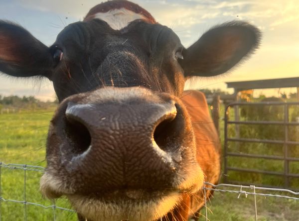 Bekah’s Blessings Ranch Inc.