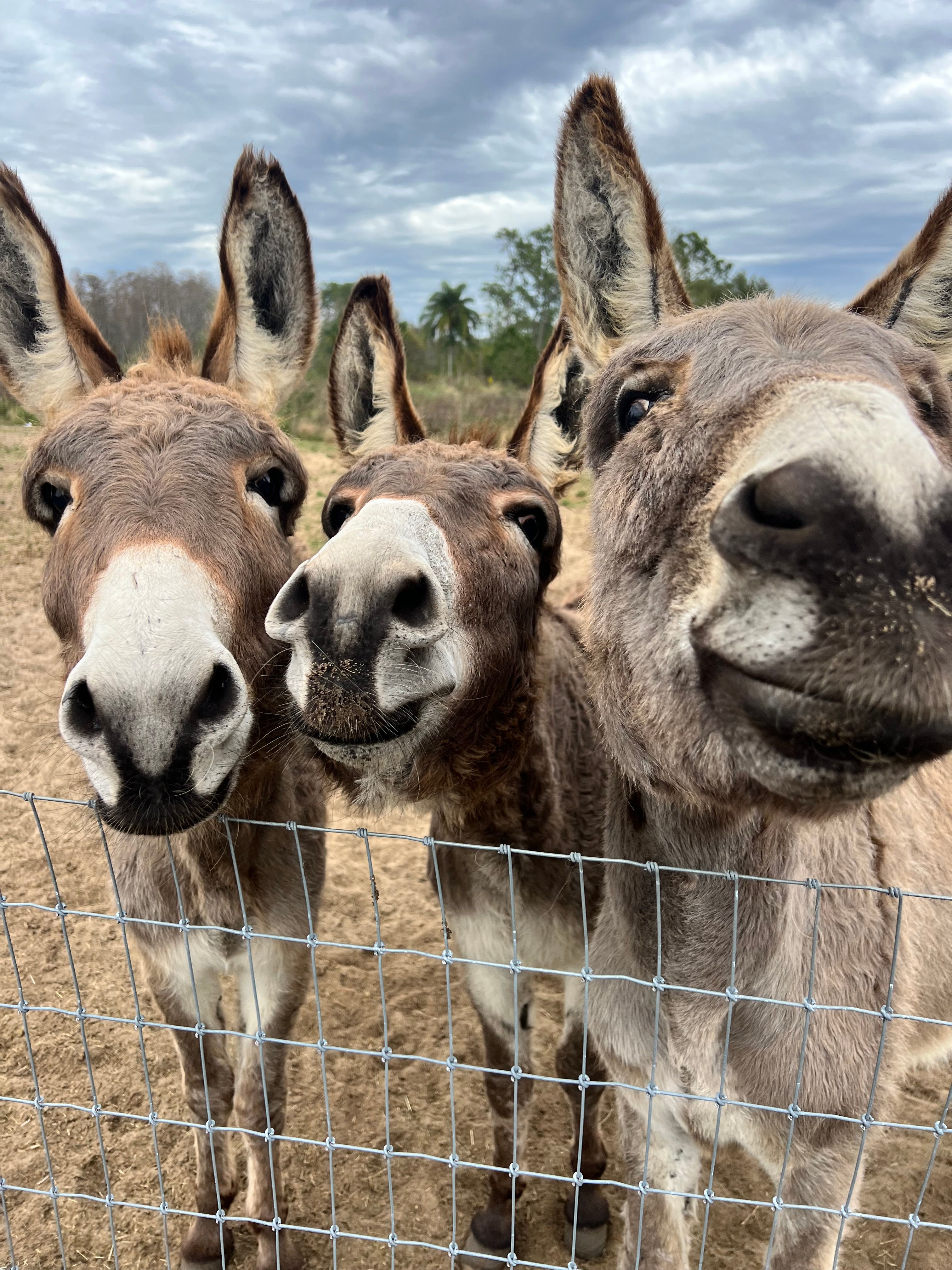 Bekah’s Blessings Ranch Inc.
