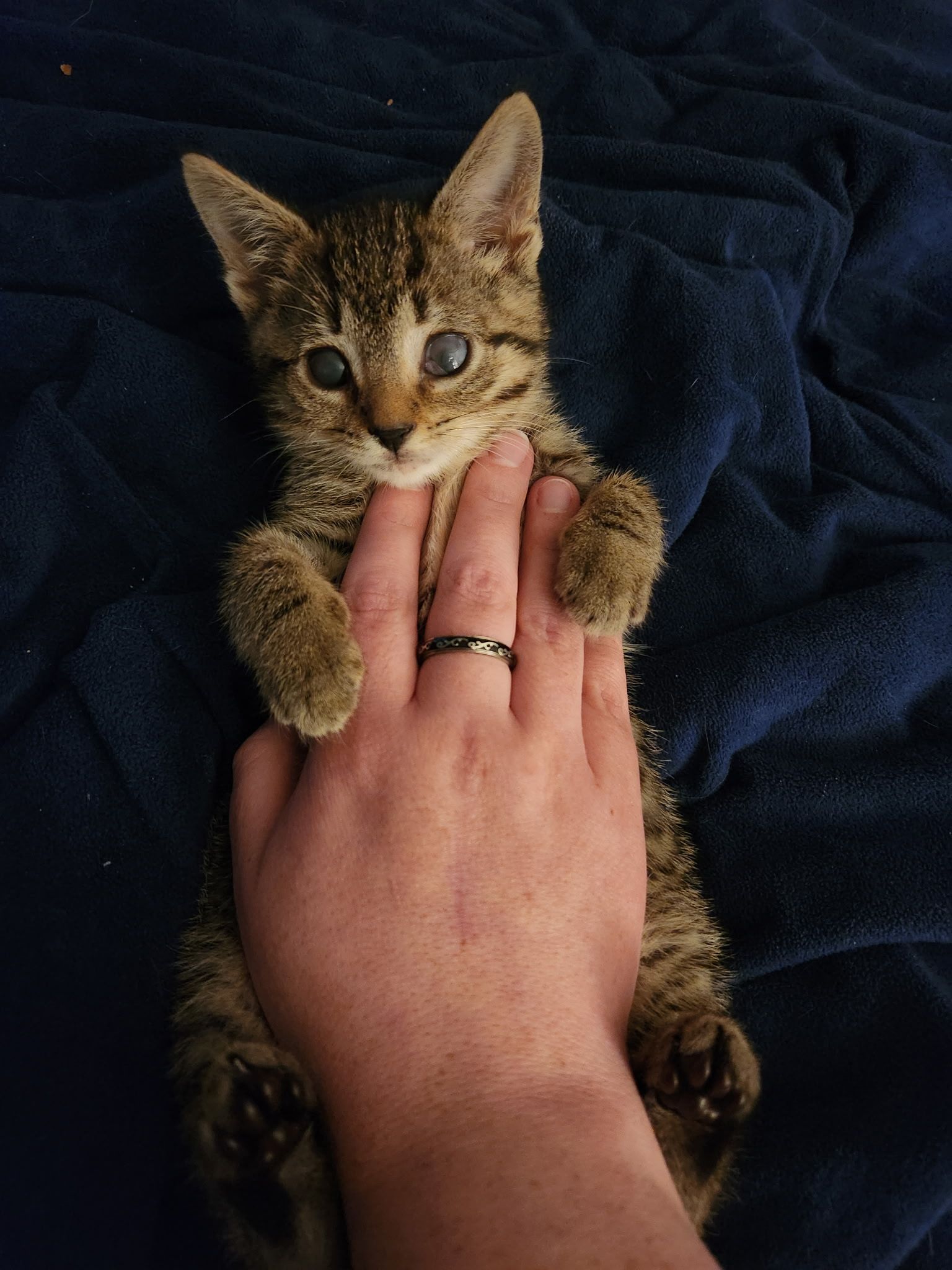 Sparkle Cat Rescue