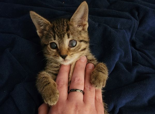 Sparkle Cat Rescue