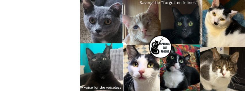 Sparkle Cat Rescue