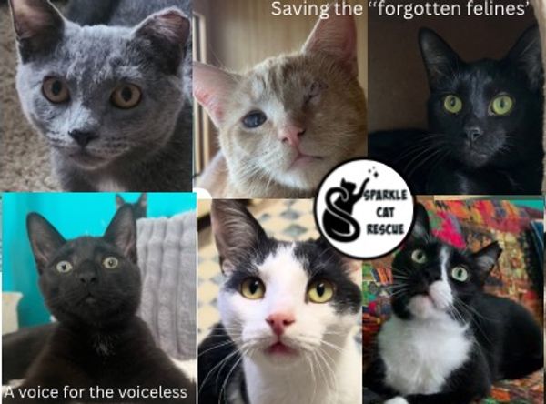 Sparkle Cat Rescue