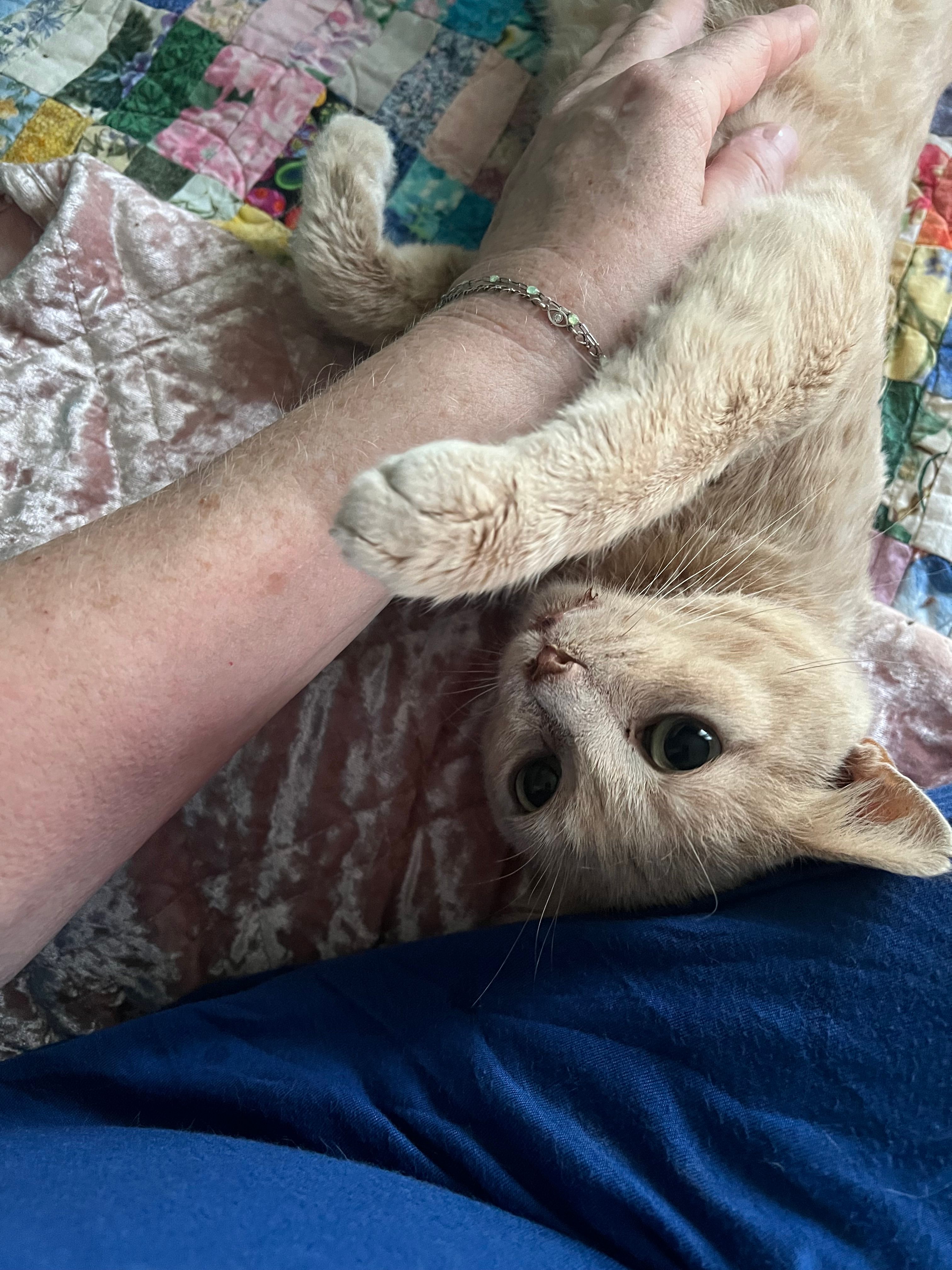 Sparkle Cat Rescue