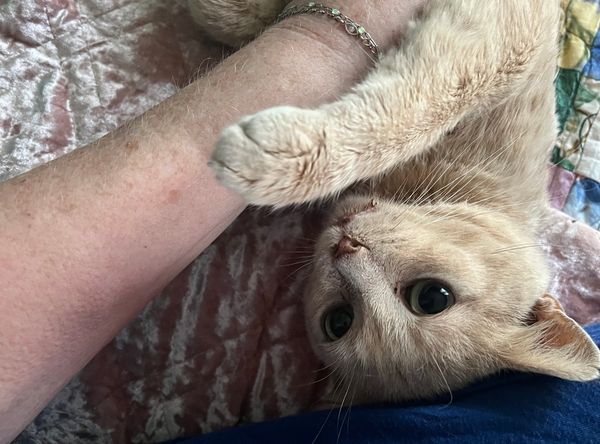 Sparkle Cat Rescue