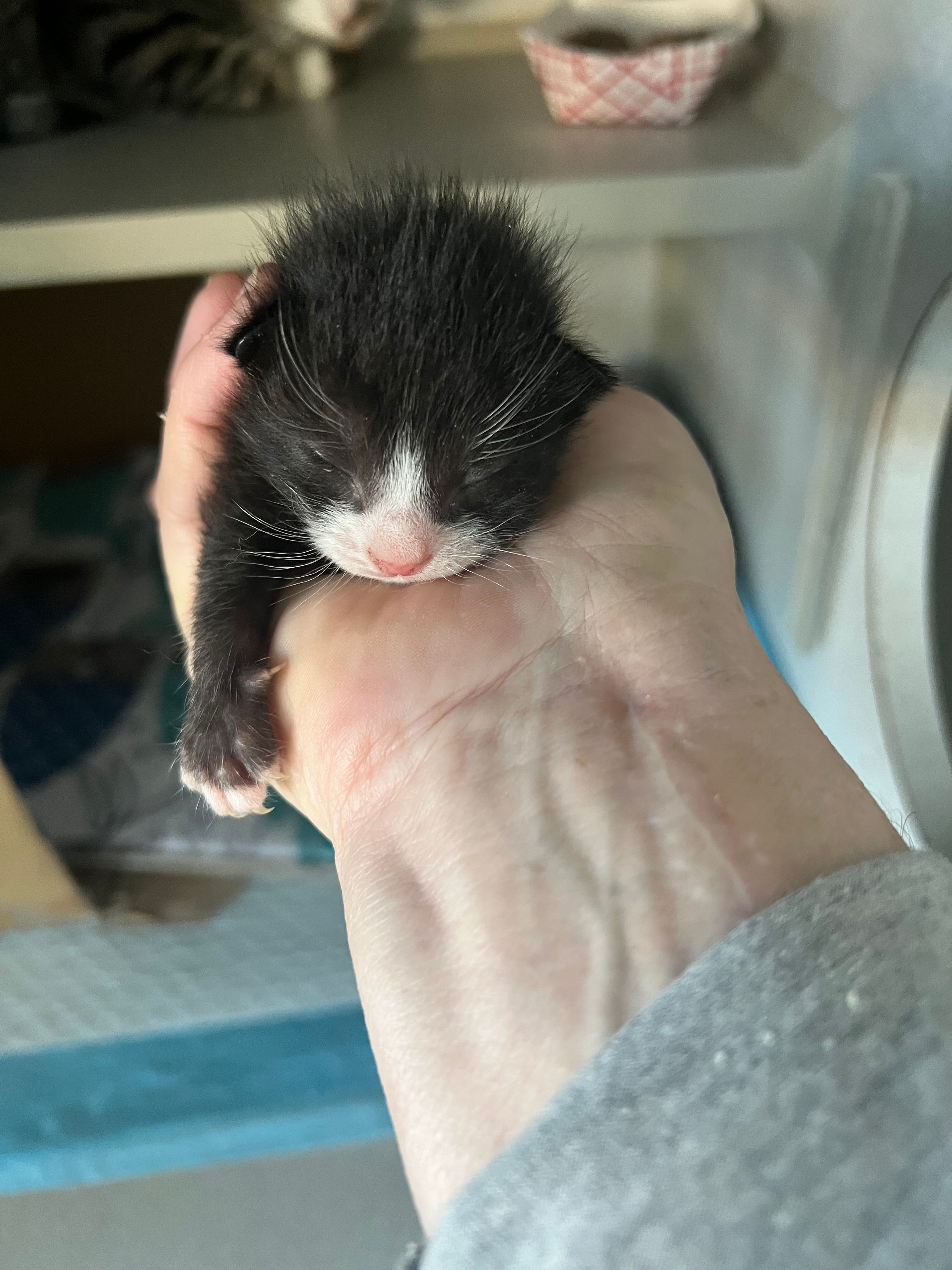 Sparkle Cat Rescue