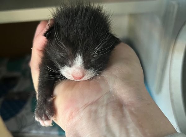 Sparkle Cat Rescue