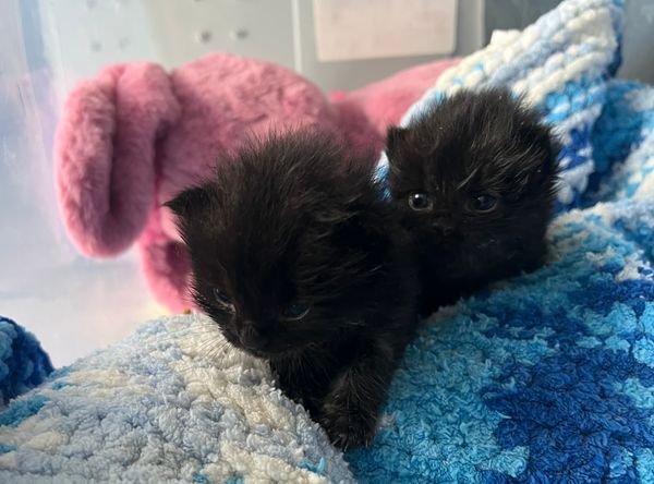 Sparkle Cat Rescue