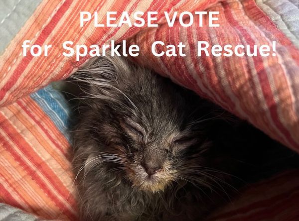 Sparkle Cat Rescue
