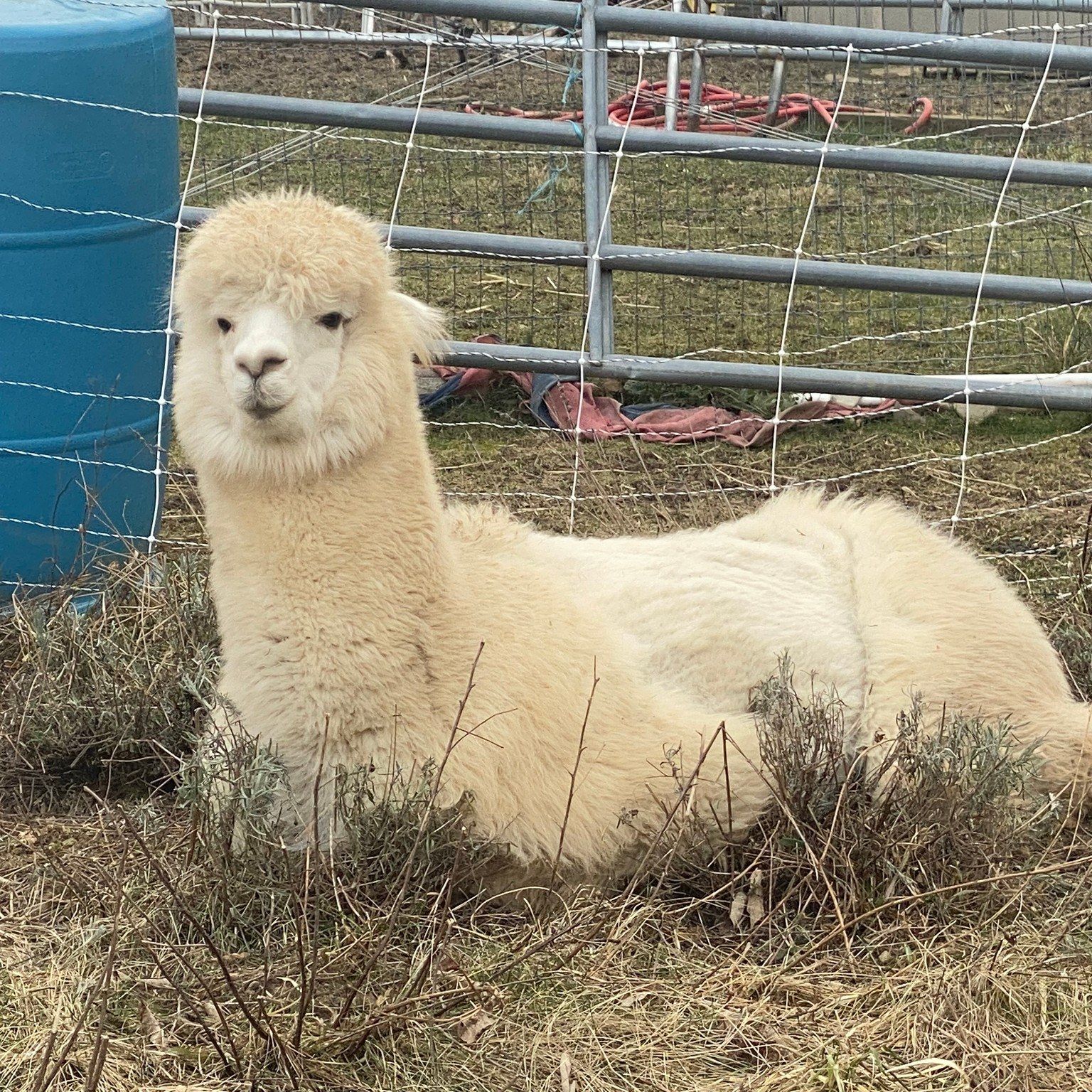 Karma Bobs Backyard Animal Refuge