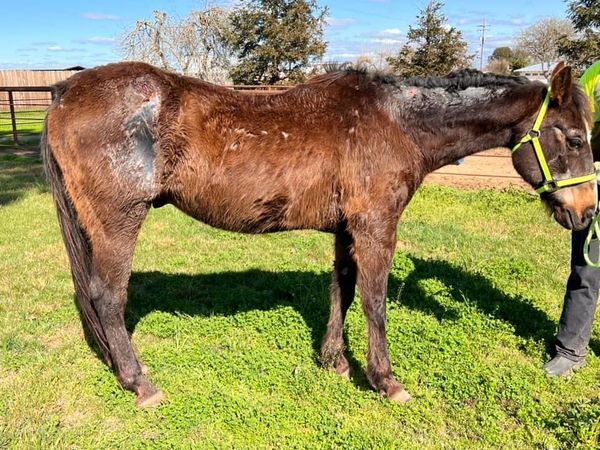 Hold your horses evacuation and rescue