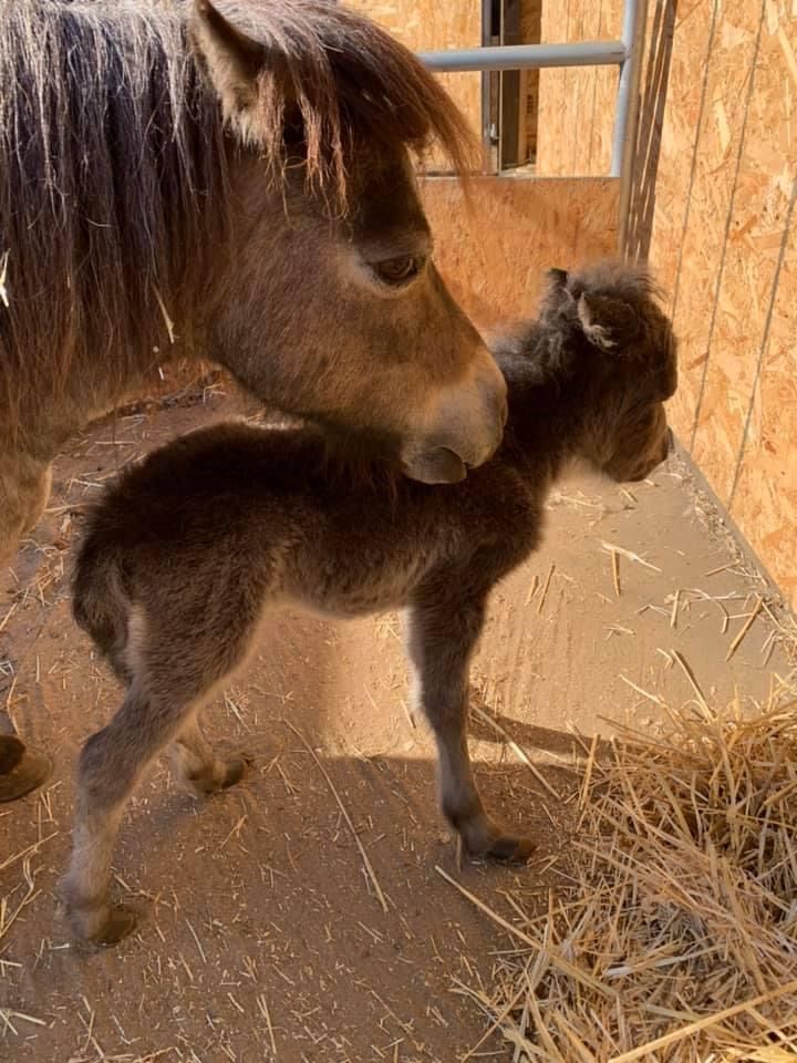 Hold your horses evacuation and rescue