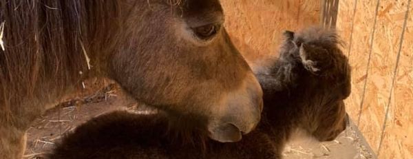 Hold your horses evacuation and rescue