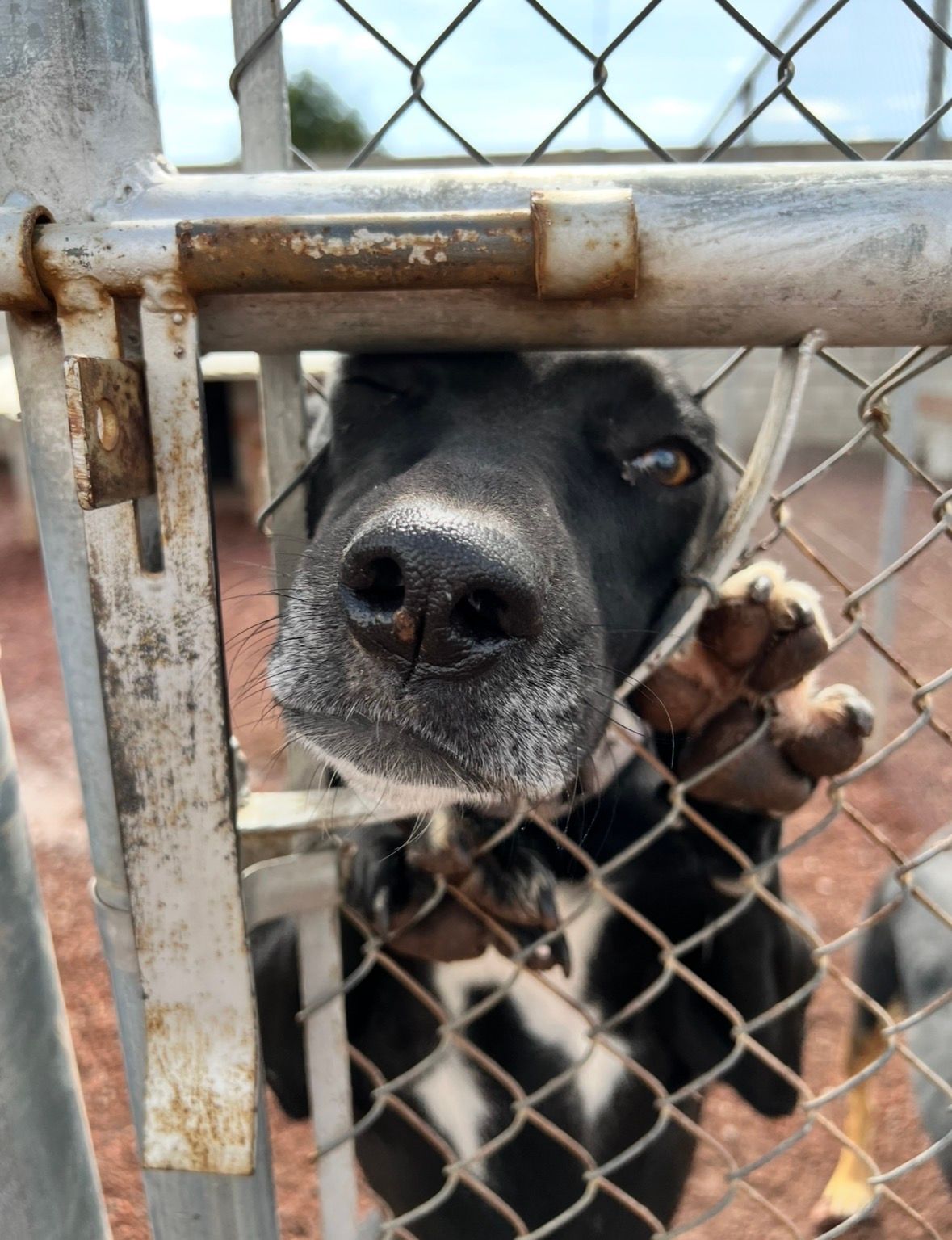 Full Circle Rescue