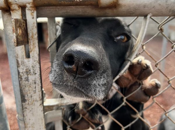 Full Circle Rescue