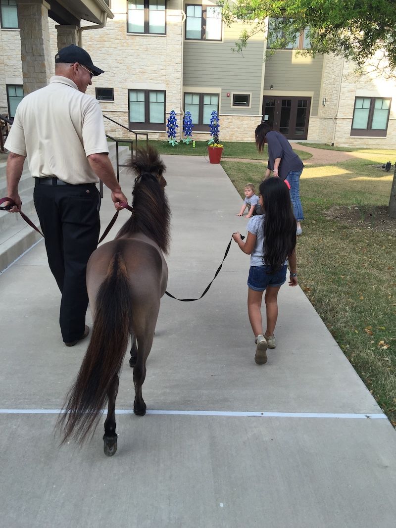Mini Hooves of Love Miniature Therapy Horses