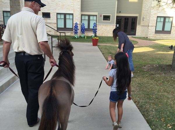 Mini Hooves of Love Miniature Therapy Horses