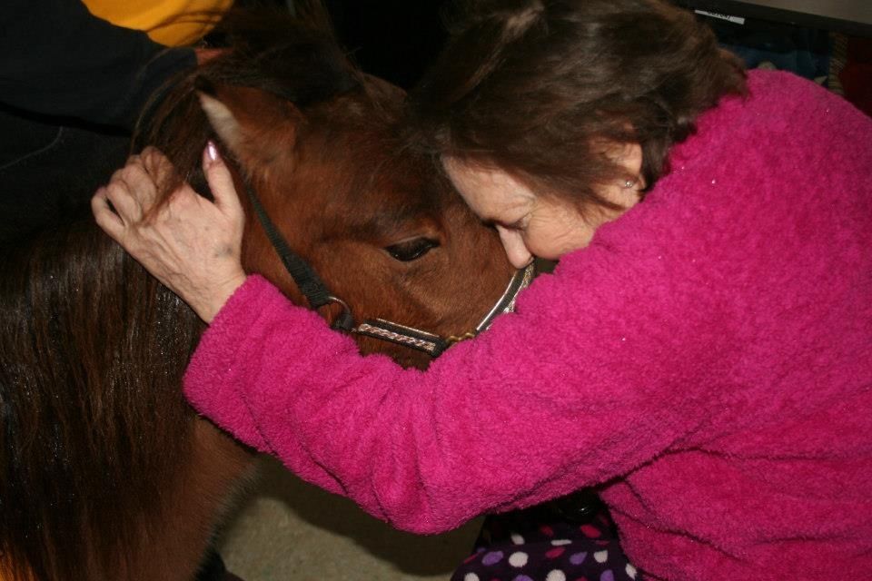 Mini Hooves of Love Miniature Therapy Horses