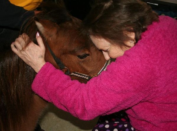 Mini Hooves of Love Miniature Therapy Horses