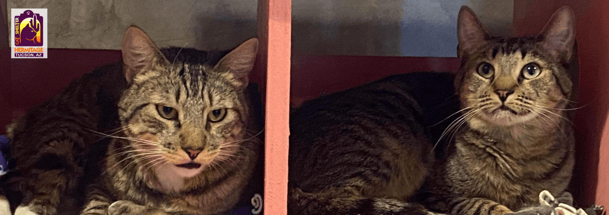 Hermitage No-Kill Cat Shelter & Sanctuary