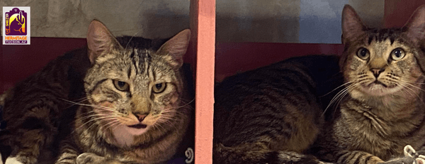 Hermitage No-Kill Cat Shelter & Sanctuary