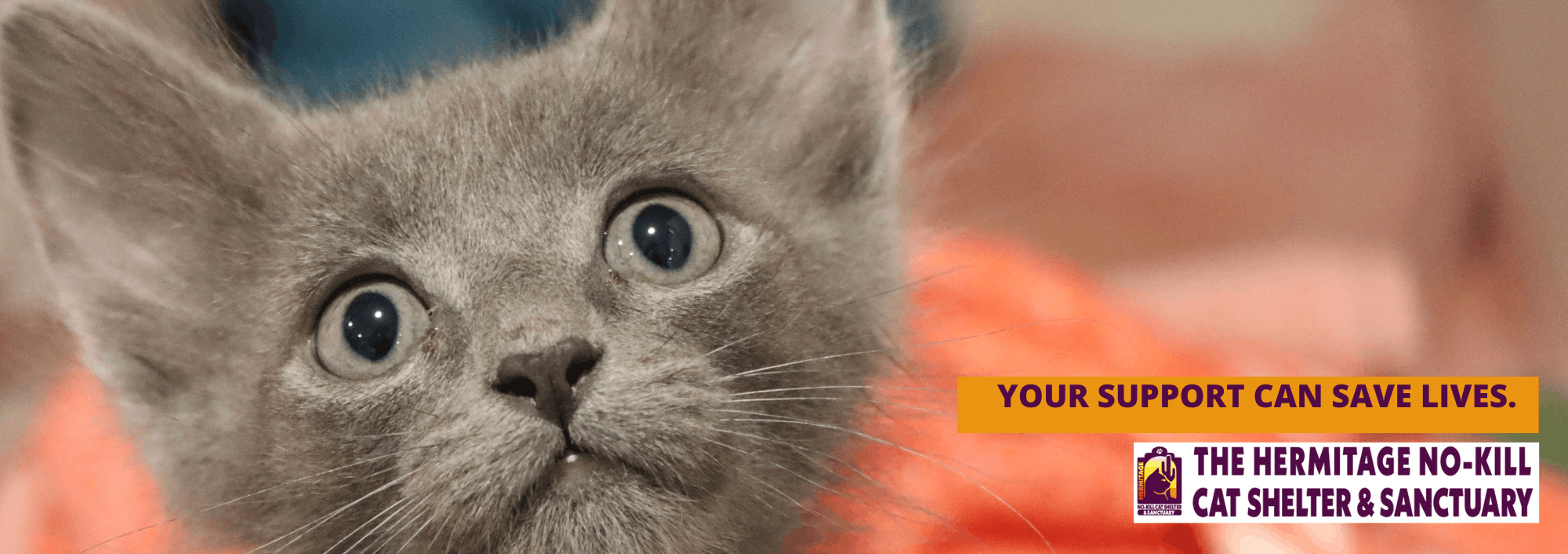 Hermitage No-Kill Cat Shelter & Sanctuary