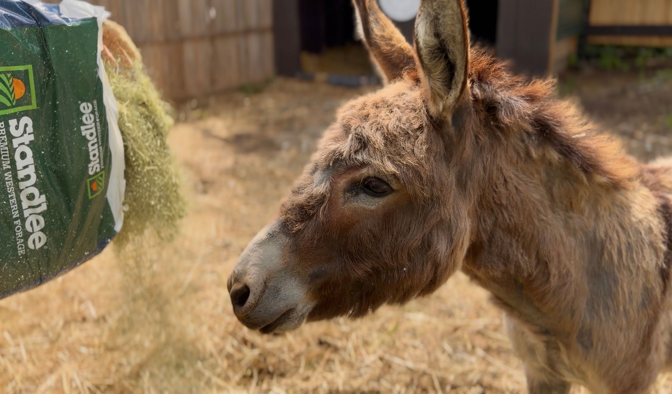 Donkey & Draft Rescue