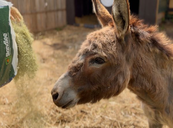 Donkey & Draft Rescue