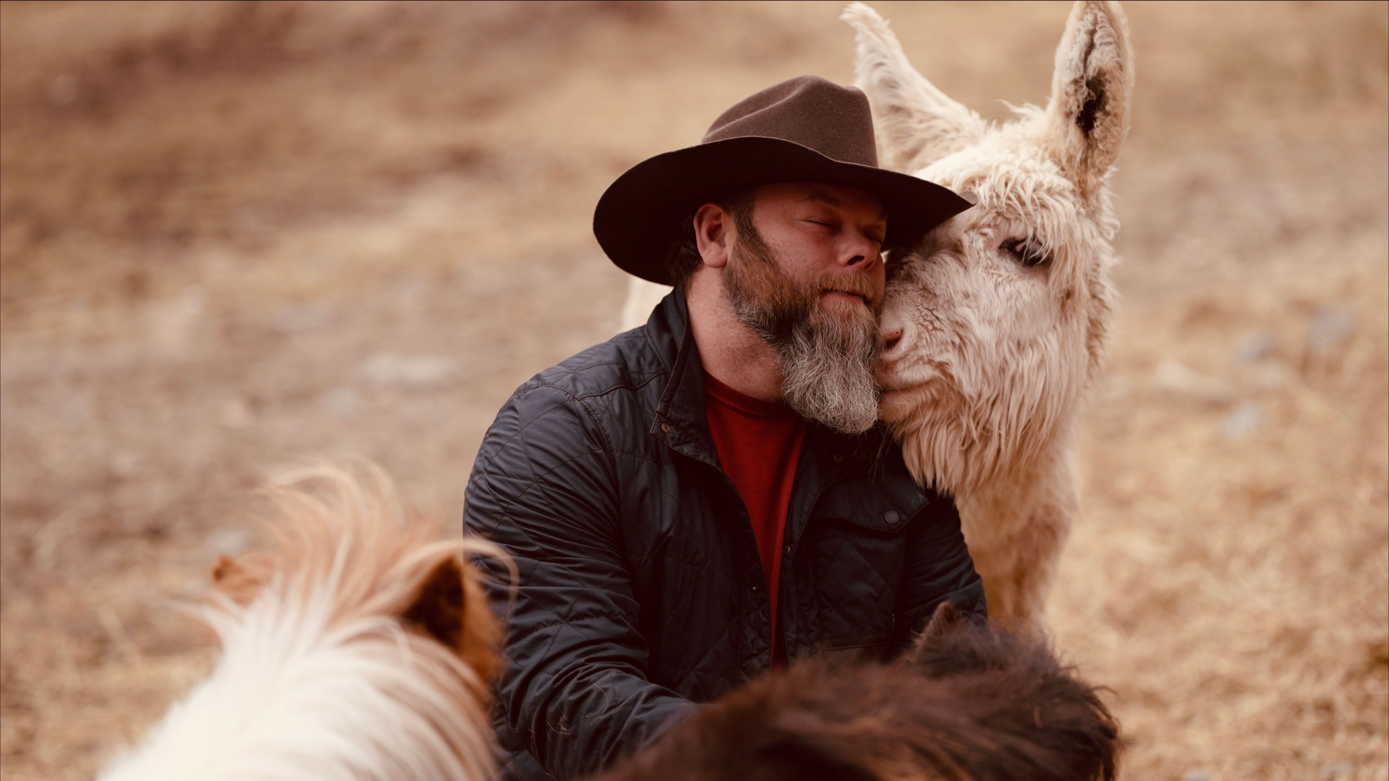 Donkey & Draft Rescue