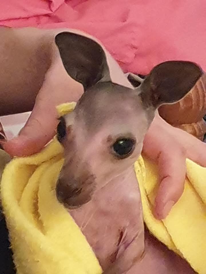 Express wildlife rescue & rehab inc