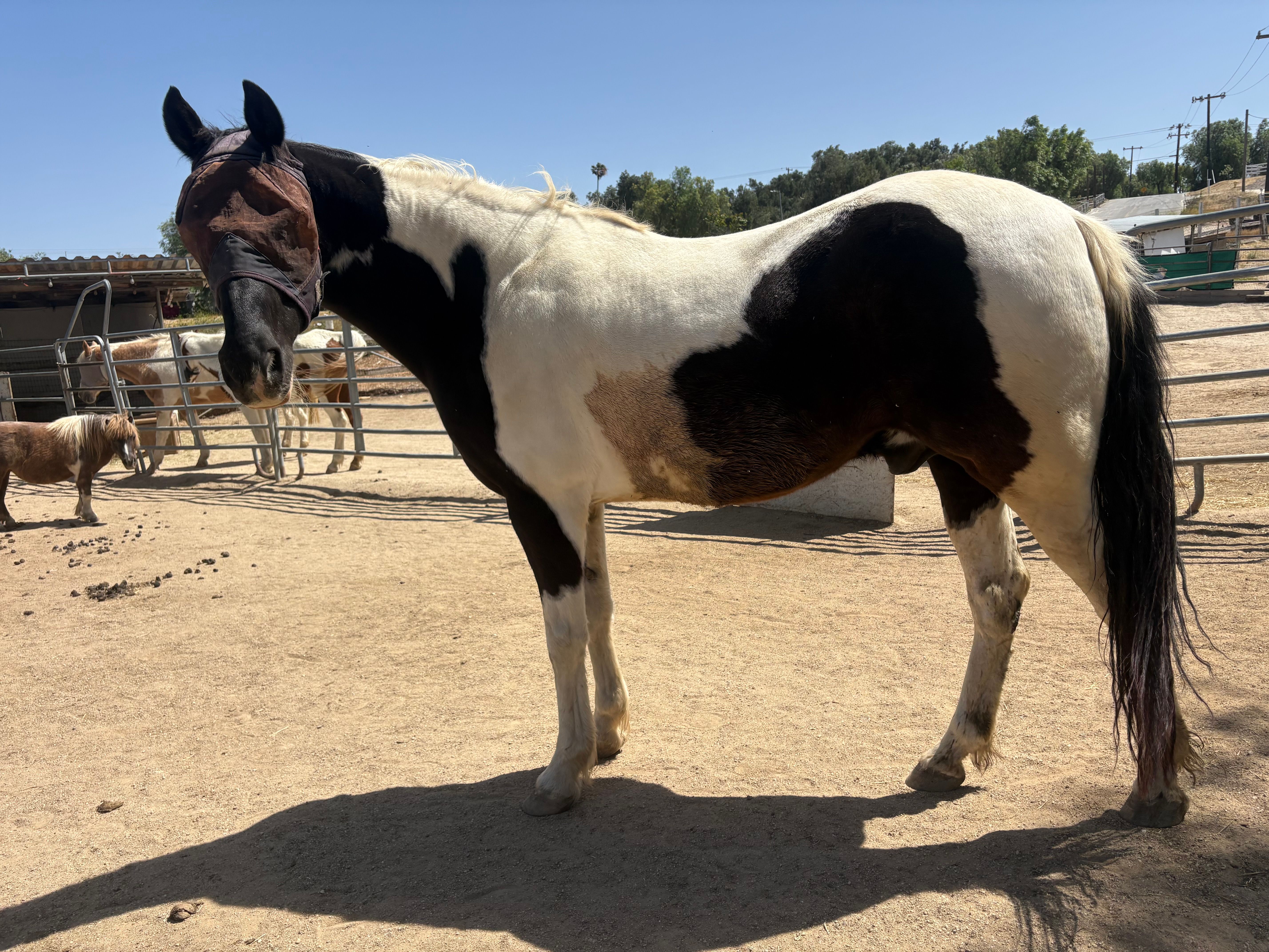 Worlds Alive Equine II LLC